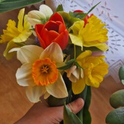 Sezónní pugetek - první jarní! S narcisy a tulipány
