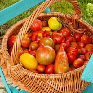 Rajčata ze sluníčka - 0,5kg (mnoho odrůd včetně cherry)