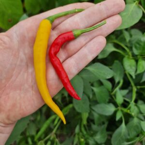 Chilli papričky (středně pálivé)