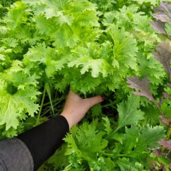 Asijská salátová hořčice Wasabina