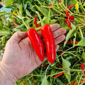 Jalapeño - červená