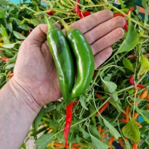 Jalapeño - zelená