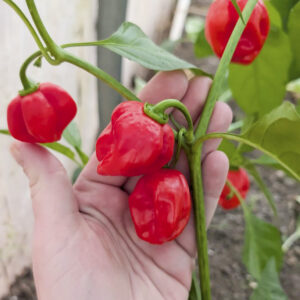 Habanero - velmi pálivé!