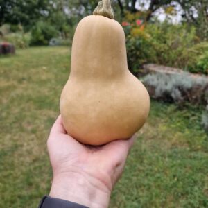 Muškátová dýně - Butternut