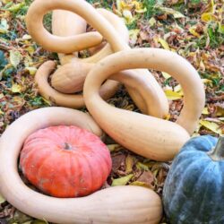 "Trumpetová" muškátová dýně - Trombetta di Albenga