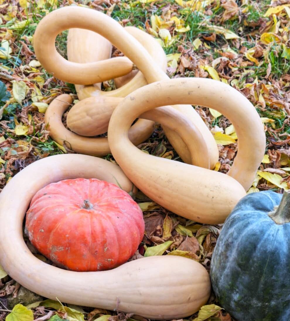 "Trumpetová" muškátová dýně - Trombetta di Albenga